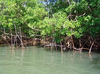 La mangrove