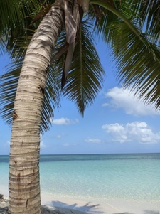 Un arbre